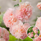 Alcea rosea peaches 'n dreams - set de 6 - rose trémière - racines - plante à floraison estivale