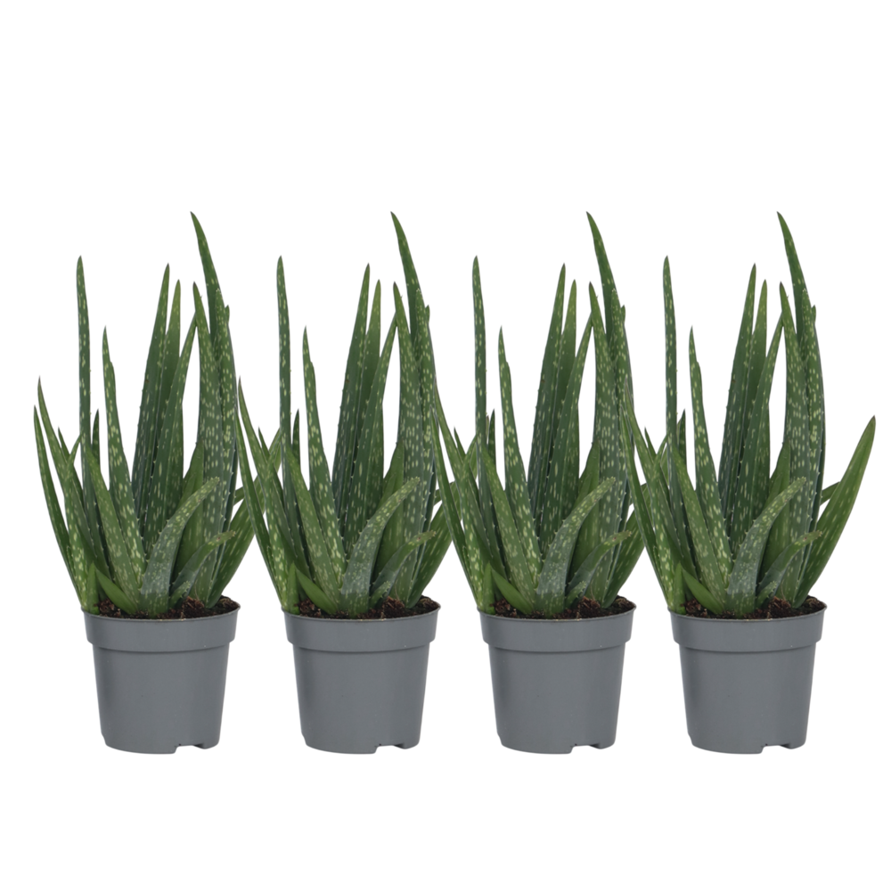 Aloe vera - set de 4 - aloe barbadensis - hauteur 25-40cm - ⌀10,5cm