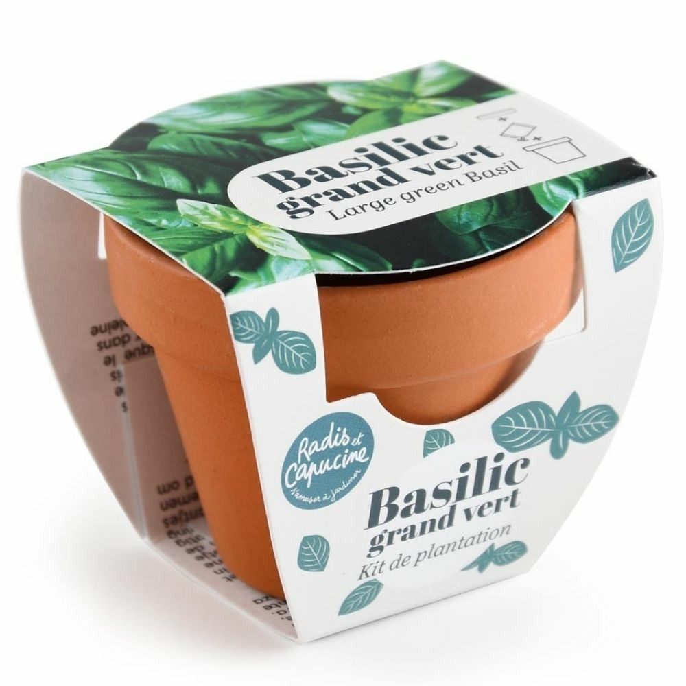 Mini kit 6 cm - basilic