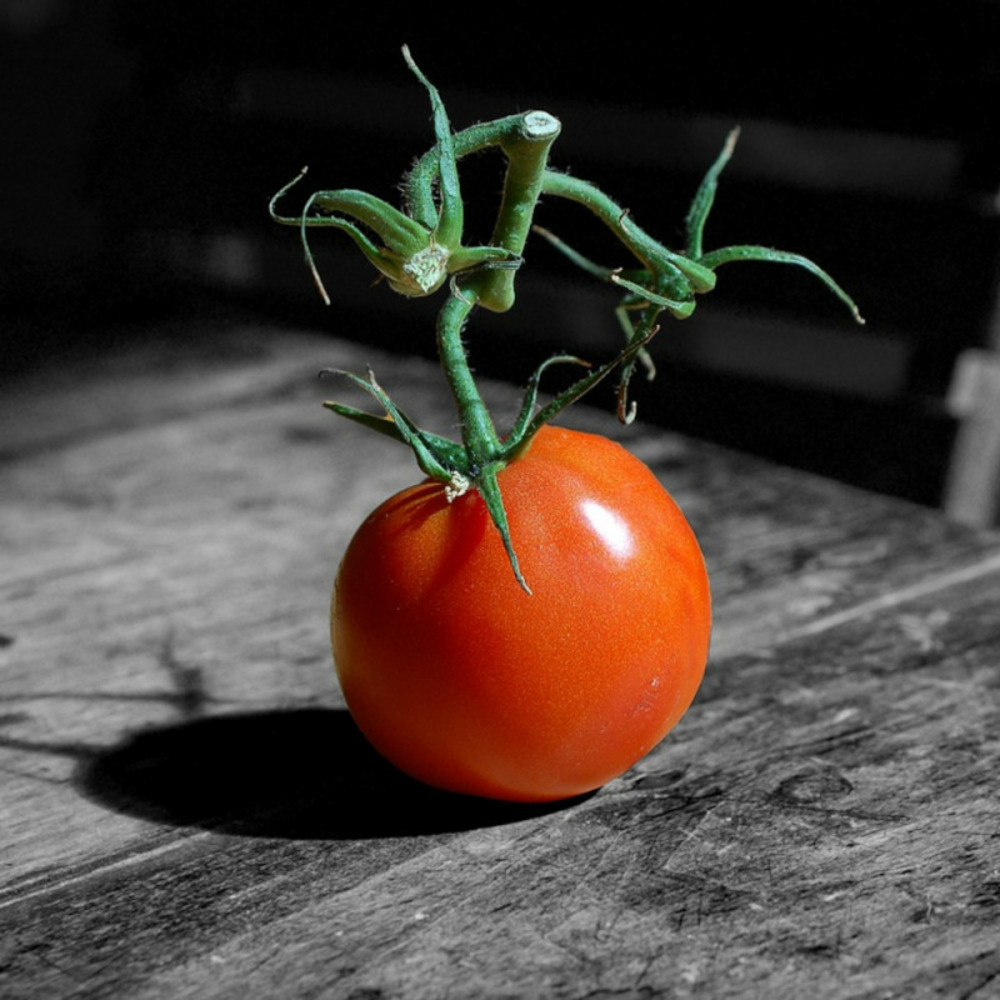 Graines de tomate sweetbaby - vilmorin sachet