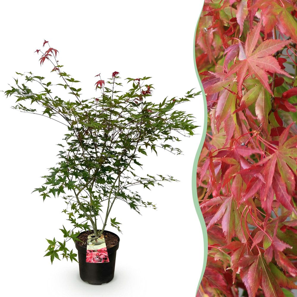 Érable du japon beni maiko - h 90 cm, pot ø26 cm