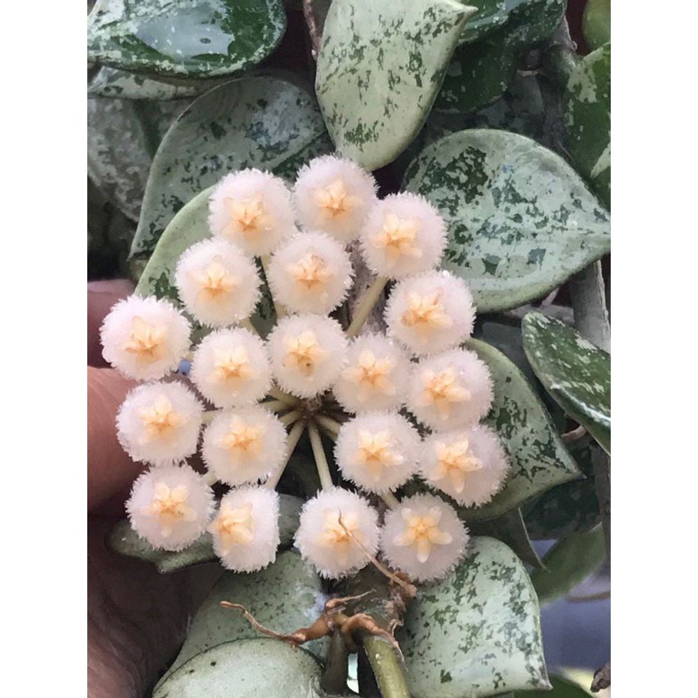 Hoya silver eskimo - pot de 6cm