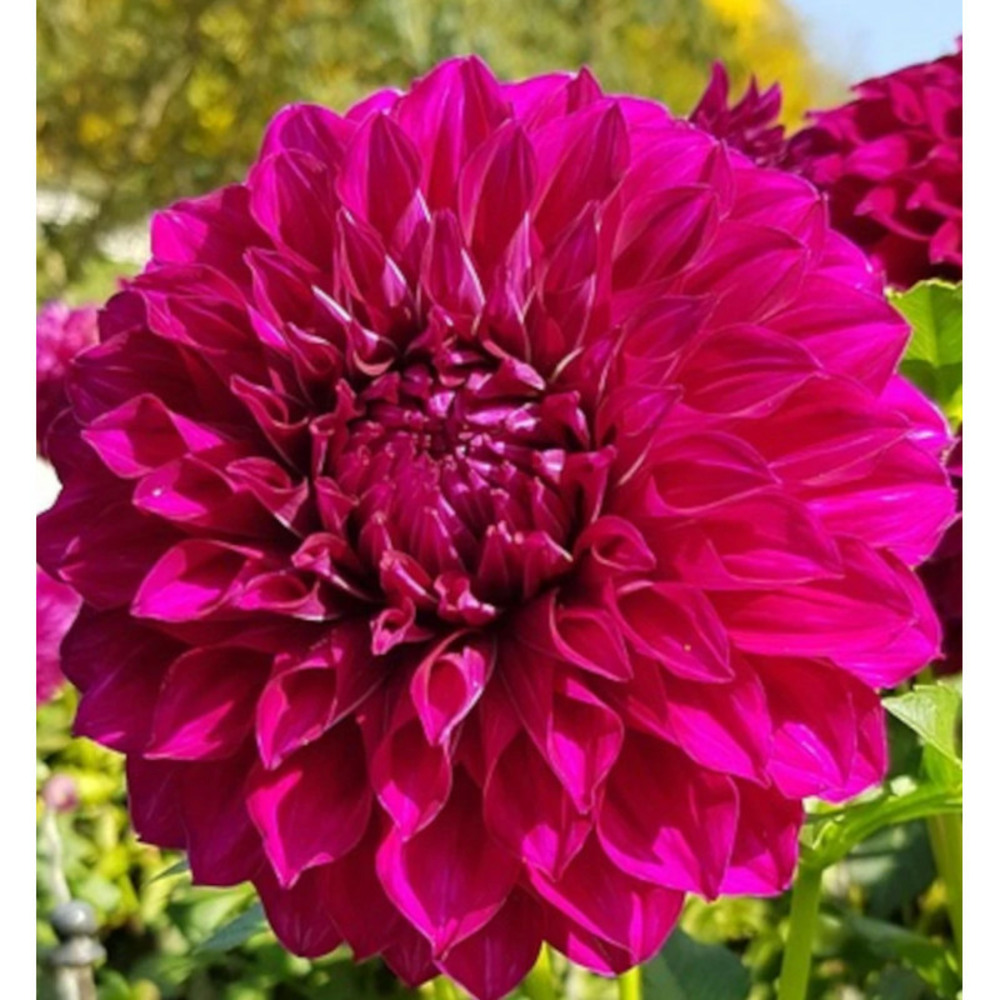 Bulbe de dahlia décoratif nain nogent sachet de 1 bulbe