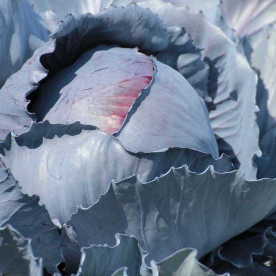 Graines de chou rouge tête noire 3 - vilmorin sachet