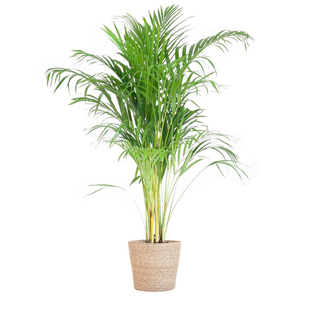 Palmier areca et son pot panier naturel - hauteur 100cm