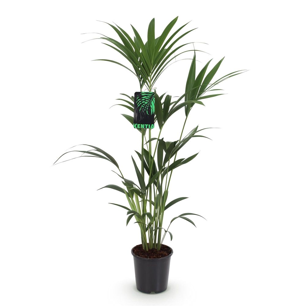 Howea forsteriana - kentia palm - pot de 21cm - hauteur 120-130cm
