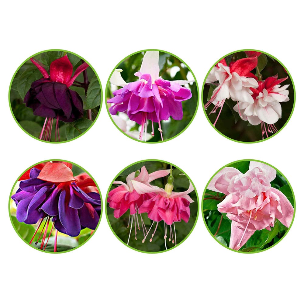 6 fuchsias all in one en mélange - les 6 pots / ø 9cm, vendu par lot de 2