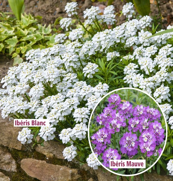 Offre iberis plante vivace - 6 godets