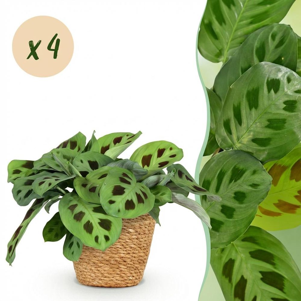 Maranta fascinator kerchoveana - pet-friendly - pot de 12cm - hauteur 25cm - plantes d'intérieur