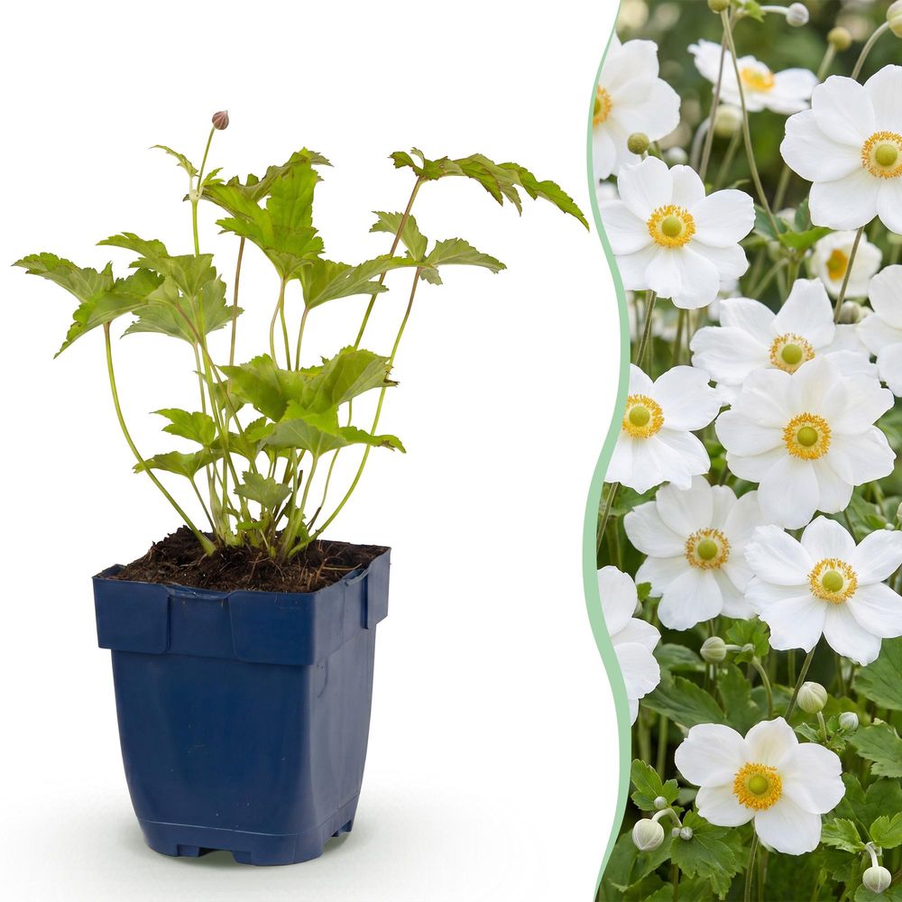 Anémone du japon 'honorine jobert' - pot 11 cm - hauteur 25 cm - plante d'extérieur