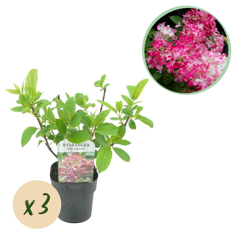 Hortensia 'pink diamond' - lot de 3 - pot 17 cm - hauteur 50 cm