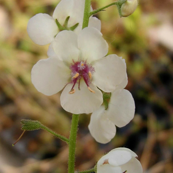 Molène de chaix lot de 5 godets