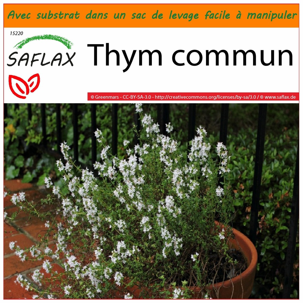 Garden in the bag - thym commun - 200 graines - thymus vulgaris