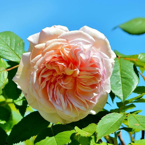 Rosier à grandes fleurs amélie nothomb® 'delathom' pot de 5l - touffe