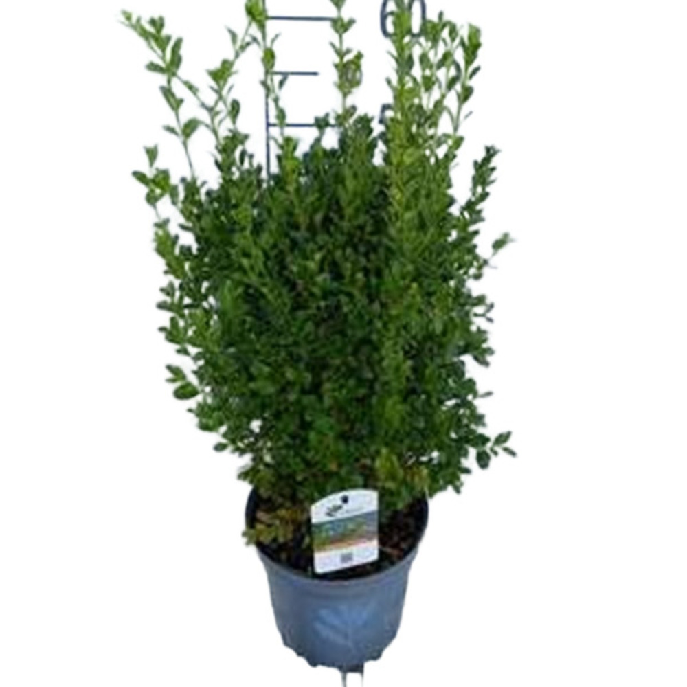 Betterbuxus 'heritage' – 30-40 cm