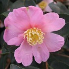 Camélia sasanqua 'plantation pink':pot 7.5l