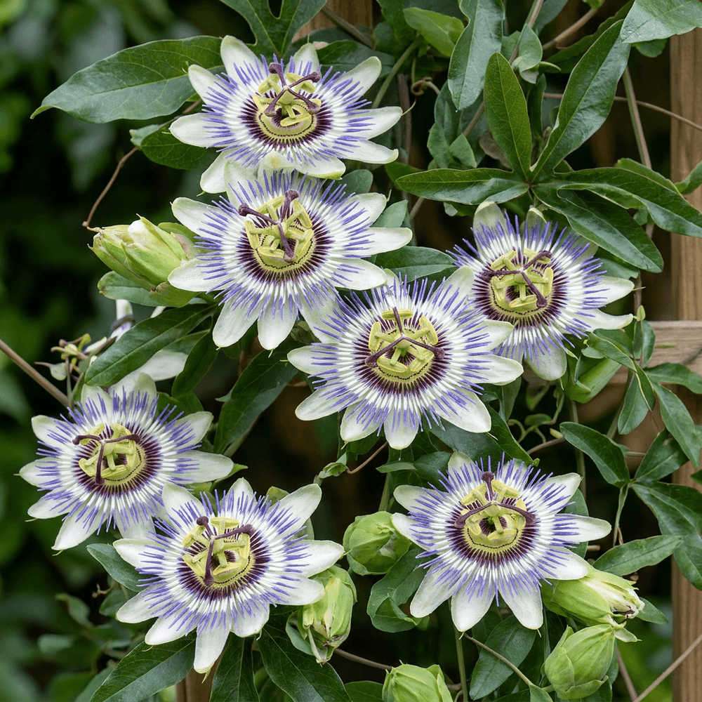 Passiflore bleue - grimpante fleurie exotique - plante d'extérieur - lot de 4