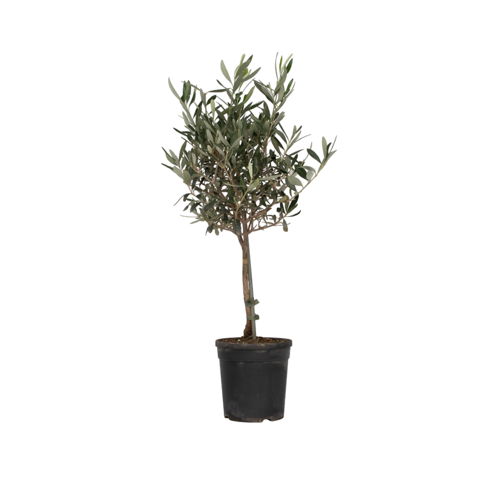 Olivier - olea europaea - hauteur 60-70cm - ⌀17cm