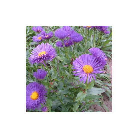 Vergerette nachthimmel lot de 5 godets