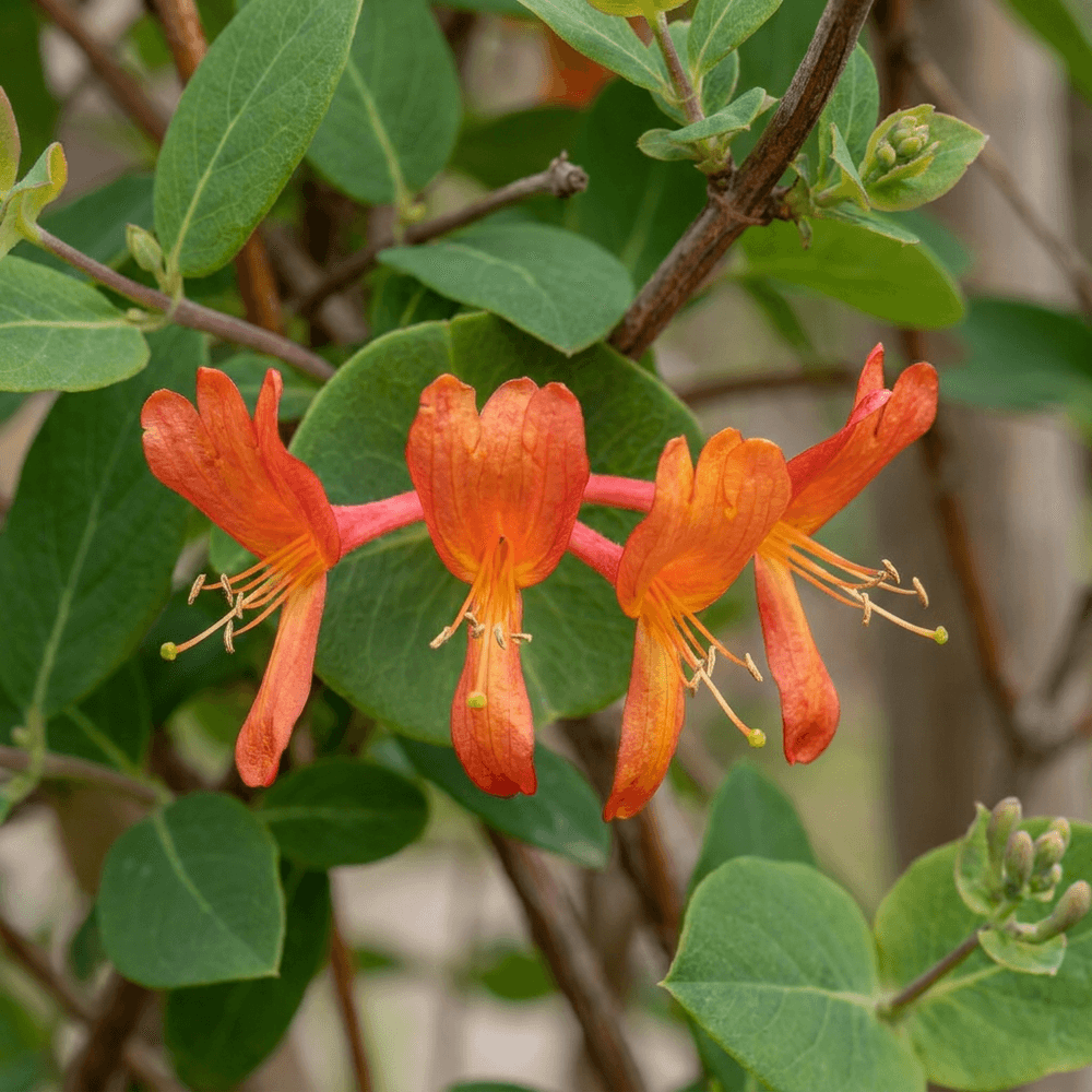 Chèvrefeuille écarlate 'dropmore scarlet' - grimpante persistante - plante d'extérieur - lot de 2