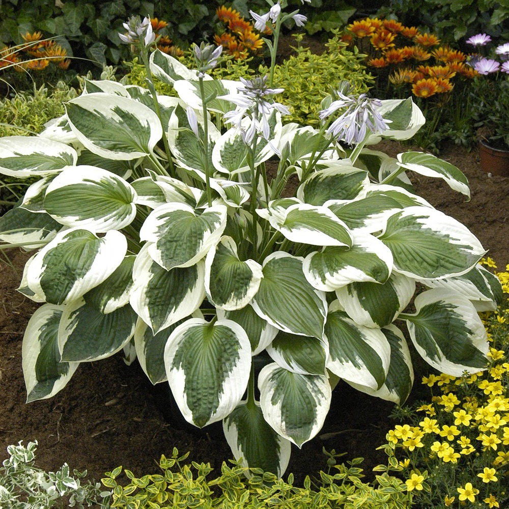 Hosta 'minute man' pot de 1,5l/2l