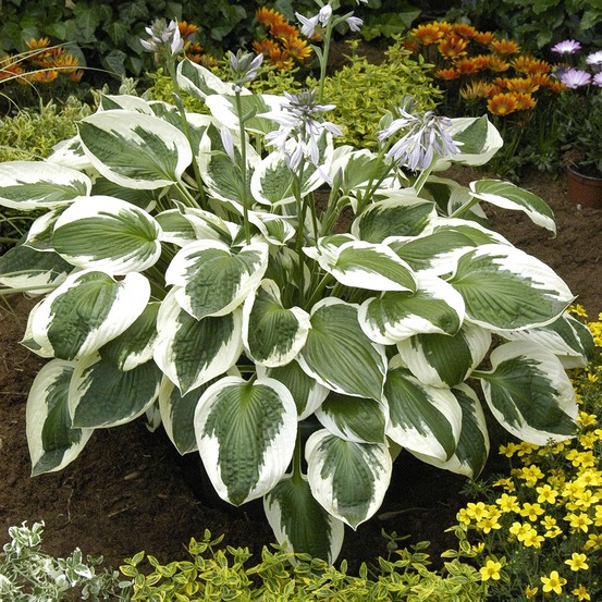 Hosta 'minute man' pot de 1,5l/2l