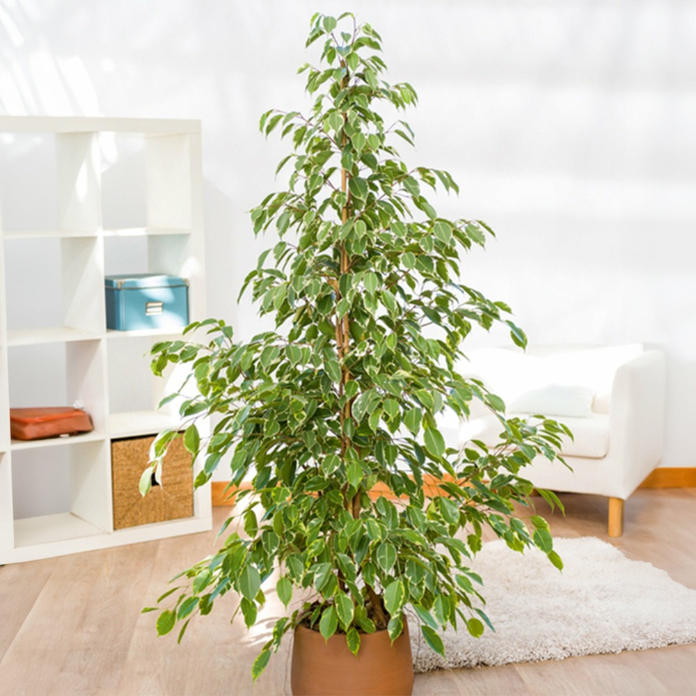 Ficus benjamina golden king - le pot / ø 17cm / hauteur livrée 60-80cm
