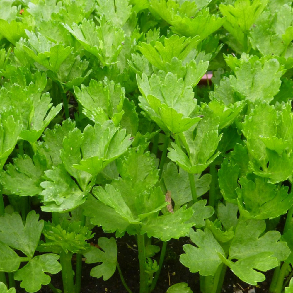 Graines de céleri à couper sachet