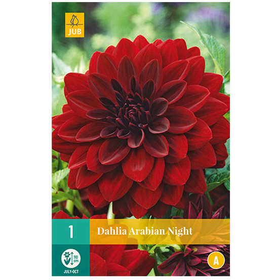 1 bulbe dahlia arabian night rouge