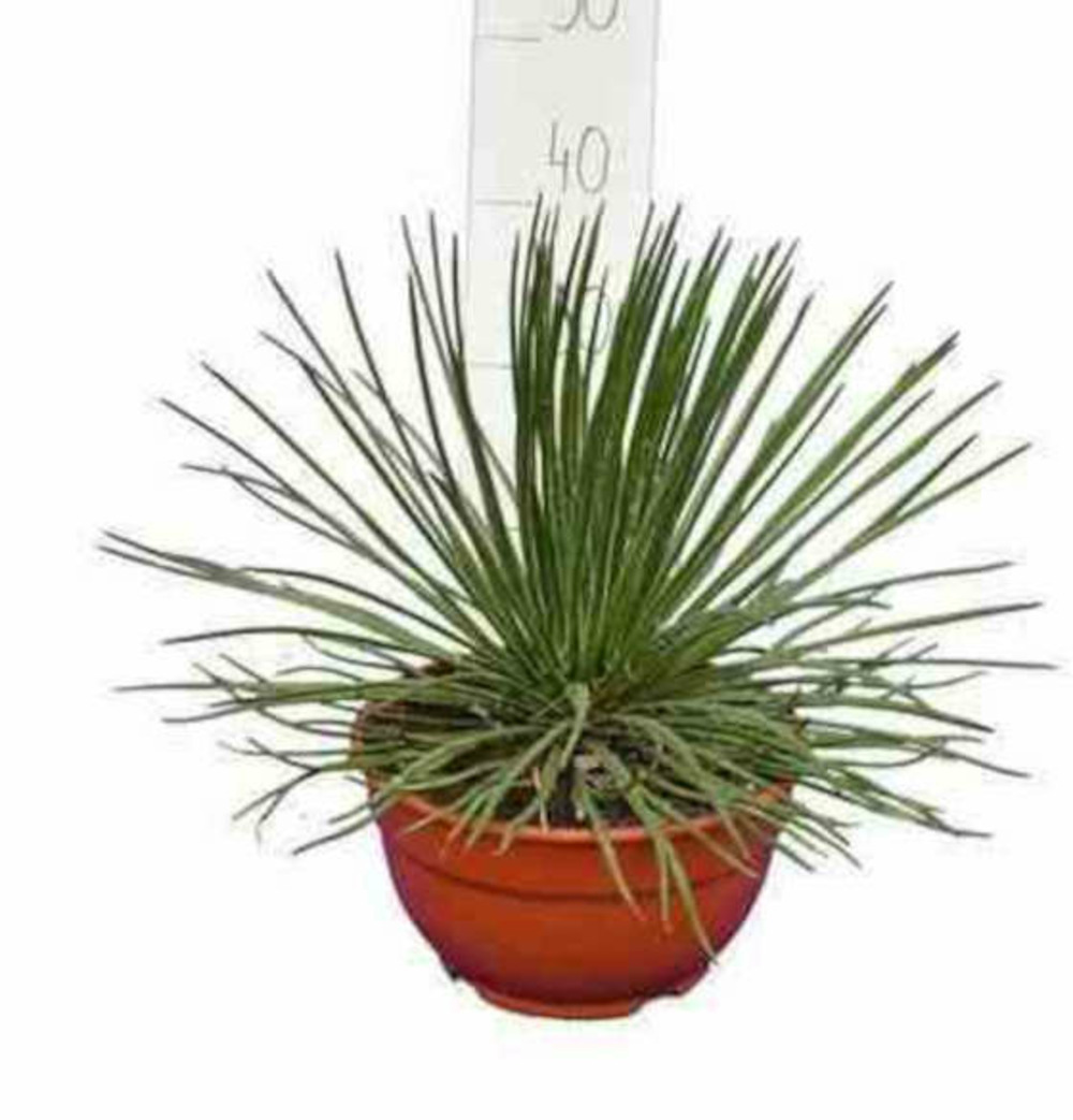 Agave géminiflora- pot de 20l - 50/60cm