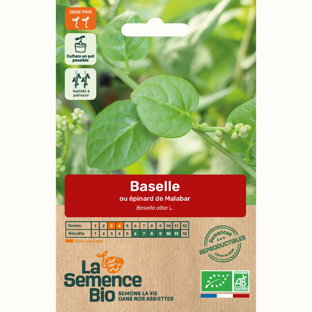 Épinard baselle ou épinard de malabar - graines bio
