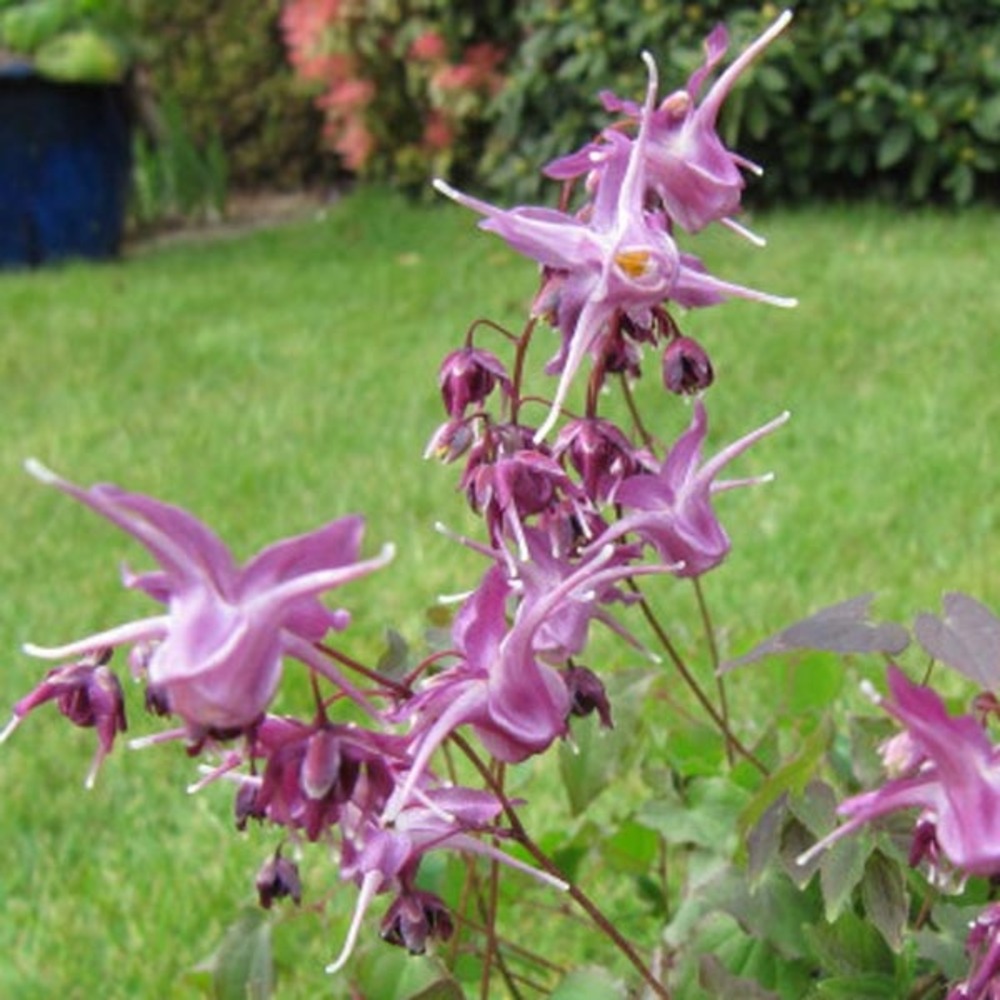 Fleur des elfes à grandes fleurs 'lilafee' pot de 2l/3l
