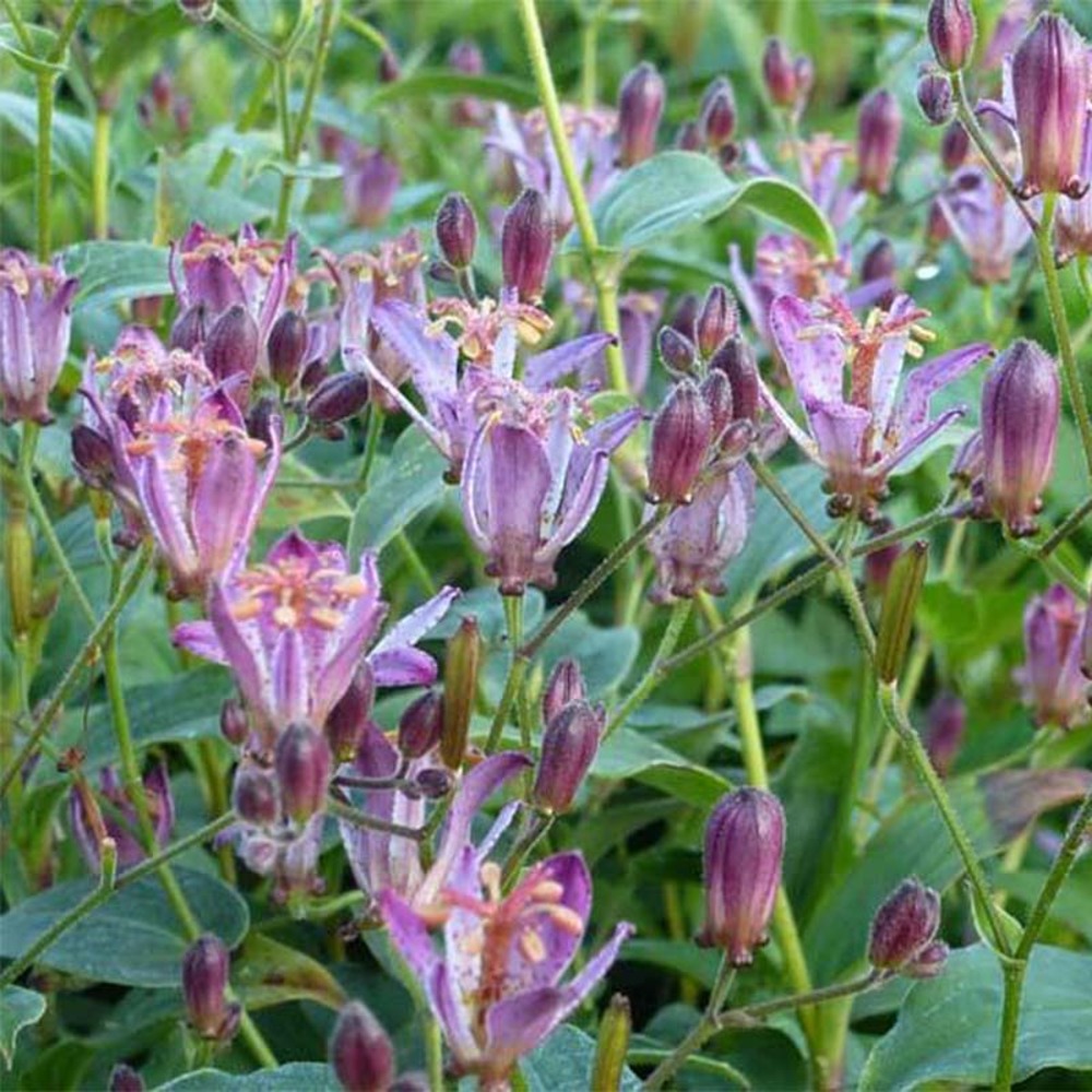 Lis des crapauds 'taiwan abdane' godet de 8/9 cm