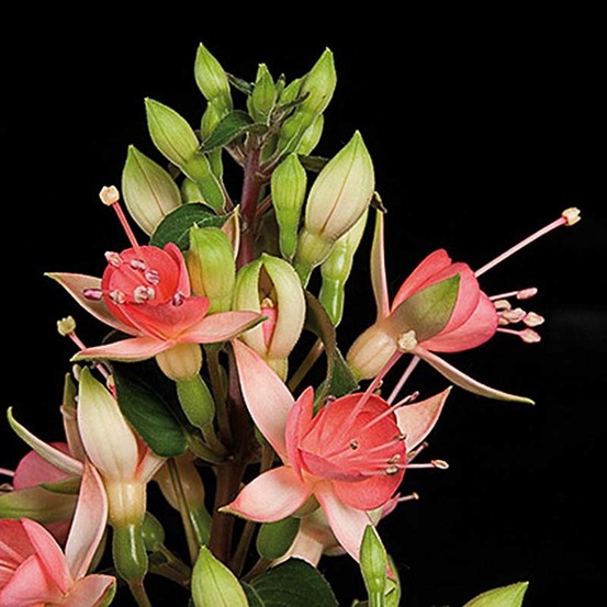 Fuchsia 'walz jubelteen' mini-motte ø 1,5/2,5 cm (par 5)