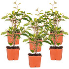 Actinidia arguta 'ananasnaya' - kiwai and 6 pièces - plante d'extérieur ⌀9 - ↕25 cm