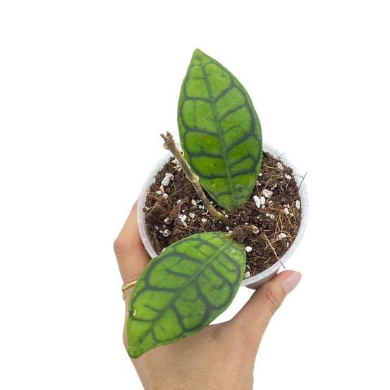 Hoya callistophylla - pot de 9cm - plantes d'intérieur