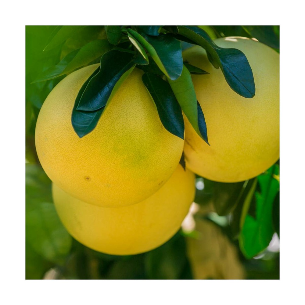 Pomelo paradisi/citrus paradisi[-]pot de 5l - 40/60 cm