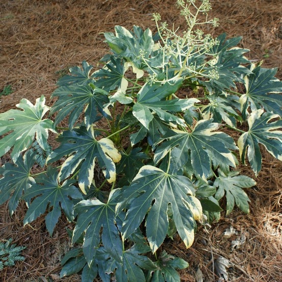 Faux aralia 'variegata' pot de 3l/4l