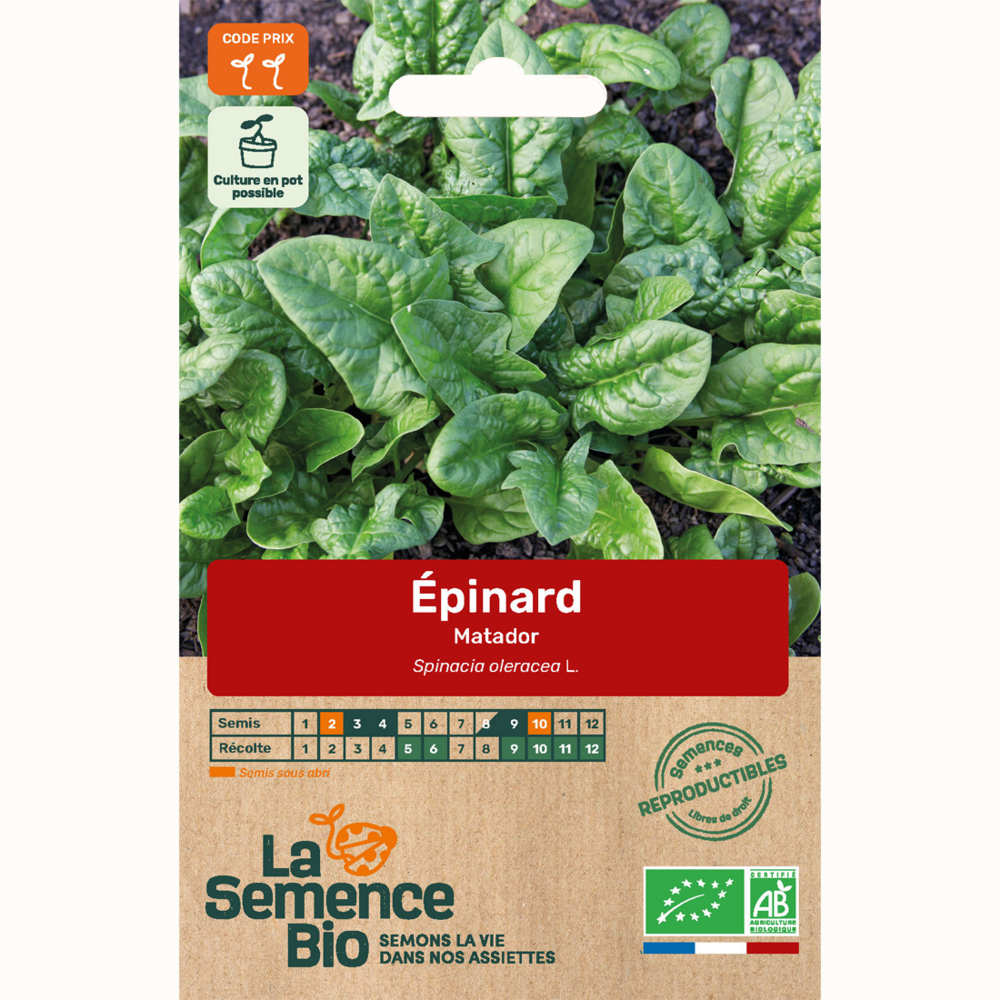 Épinard matador - graines bio