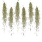 Set de 6 tillandsia usneoides 'beard tillandsias' - plantes d'ambiance - plantes d'intérieur - décoration - hauteur 25-50cm