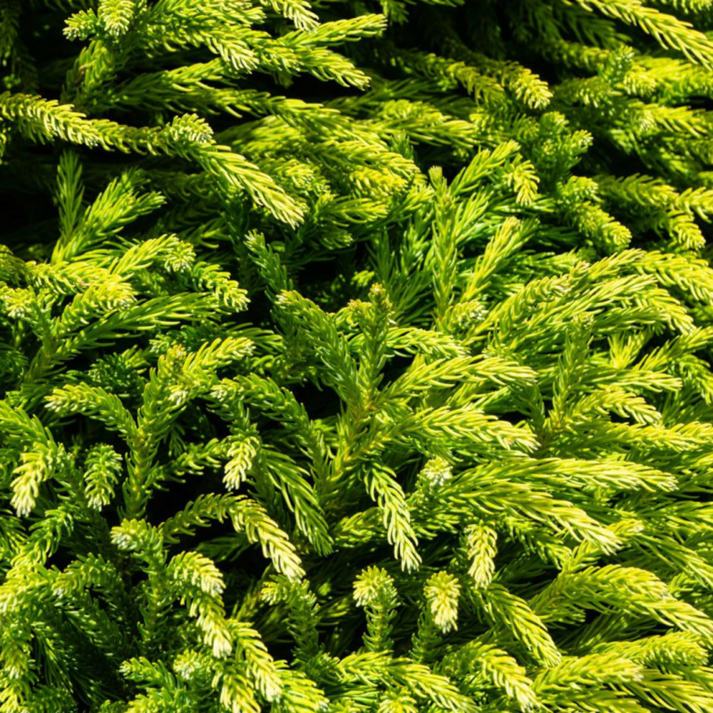 Cryptoméria du japon sekkan - cryptomeria japonica sekkan 25/35cm pot 2,5l