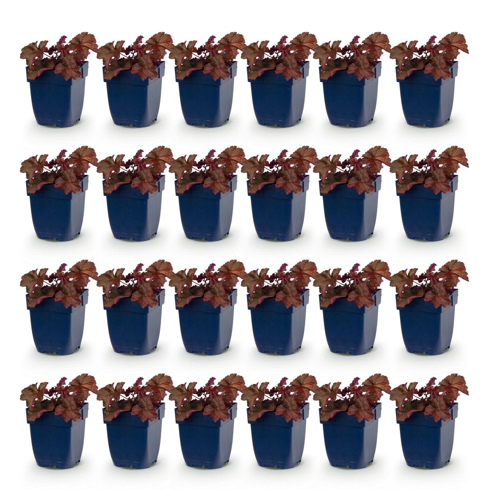 Heuchère 'palace purple' - lot de 24 - pot 11 cm - hauteur 25 cm - plante d'extérieur