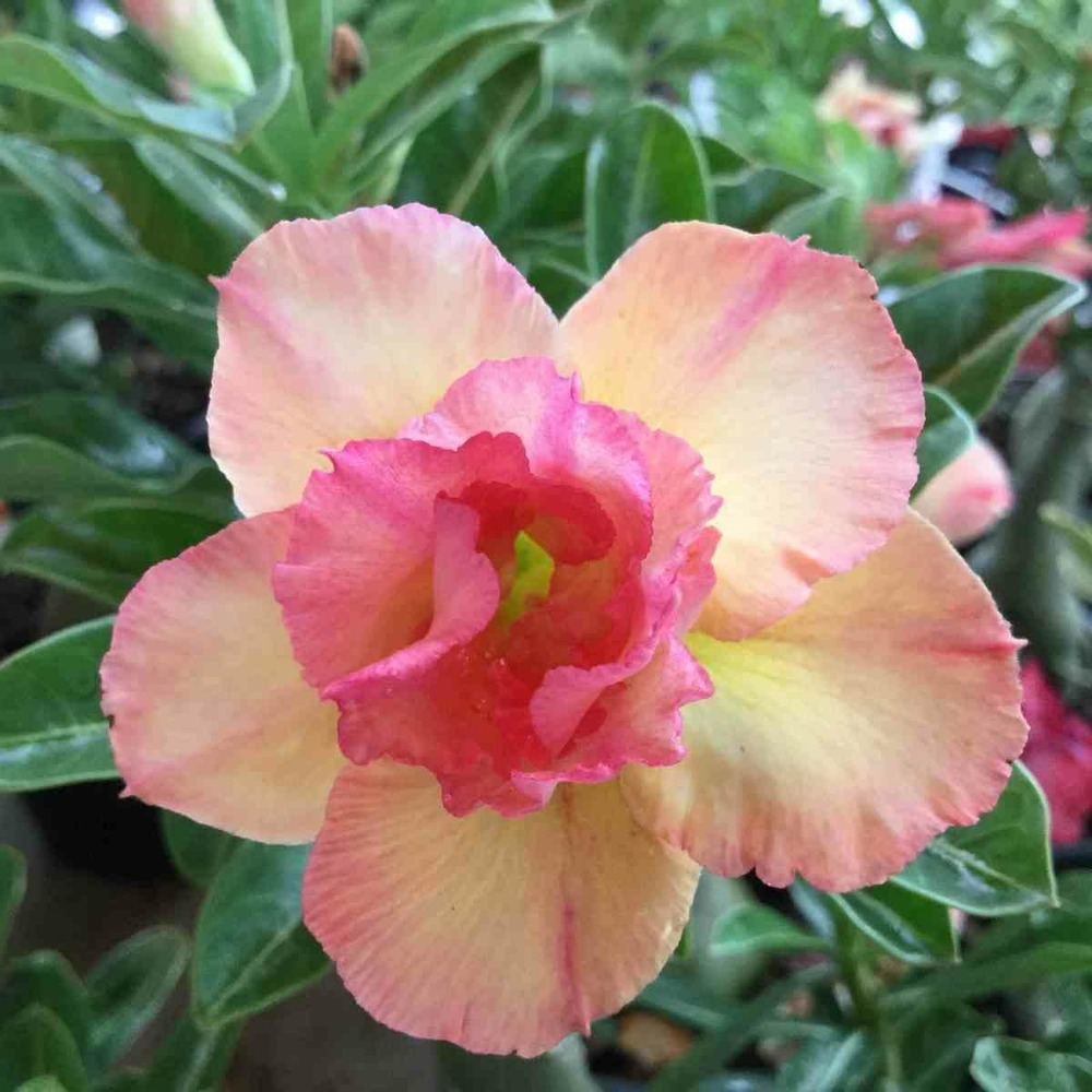 Adenium obesum cv.peach   jaune rose - taille caudex d'environ 150g