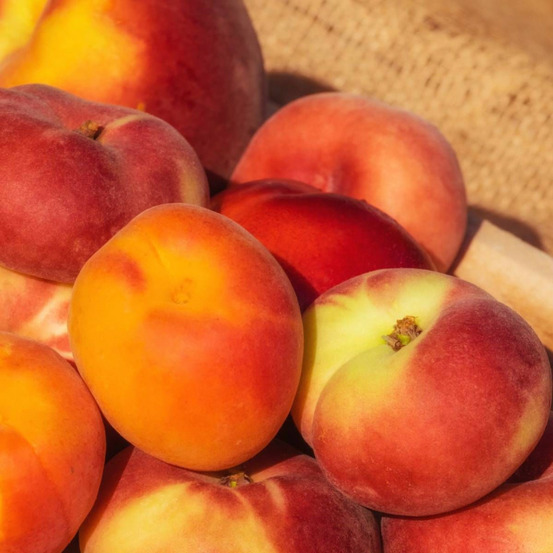 Nectarinier mesembrine pot de 15l - 1/2 tige - 150/175 cm