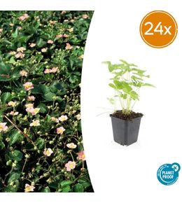 Lot de 24 - fragaria vesca - h10-25 cm