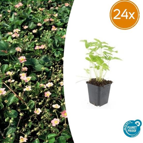 Lot de 24 - fragaria vesca - h10-25 cm