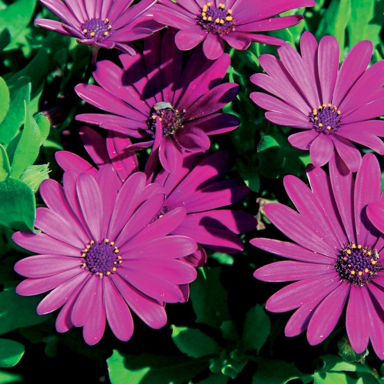 3 marguerites du cap pourpres - les 3 pots / ø 10.5cm