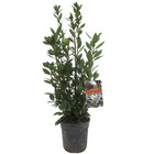 Laurus nobilis - laurier - désodorisant naturel - pot 21cm - hauteur 90-100cm