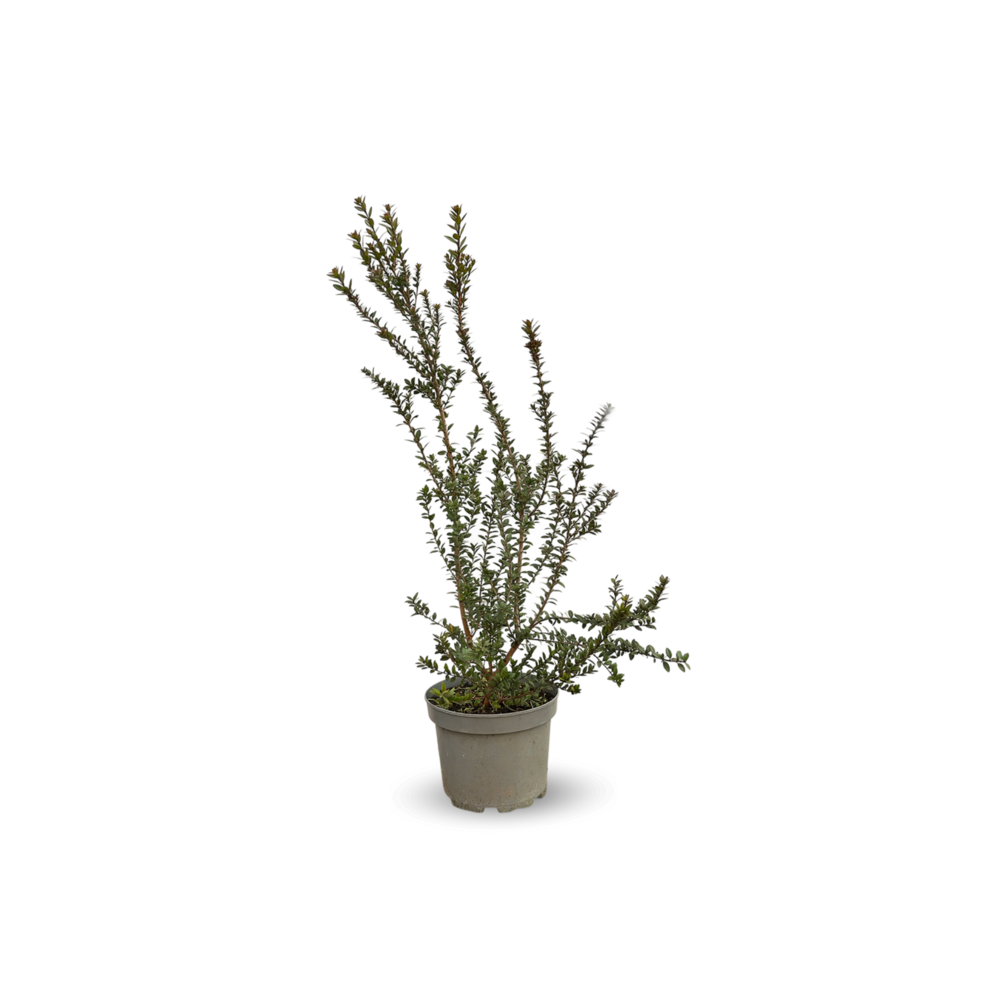 Myrte tarentine - aromatique - plante méditerranéenne - ↕ 50-60 cm - ⌀ 20 cm - plante d'extérieur