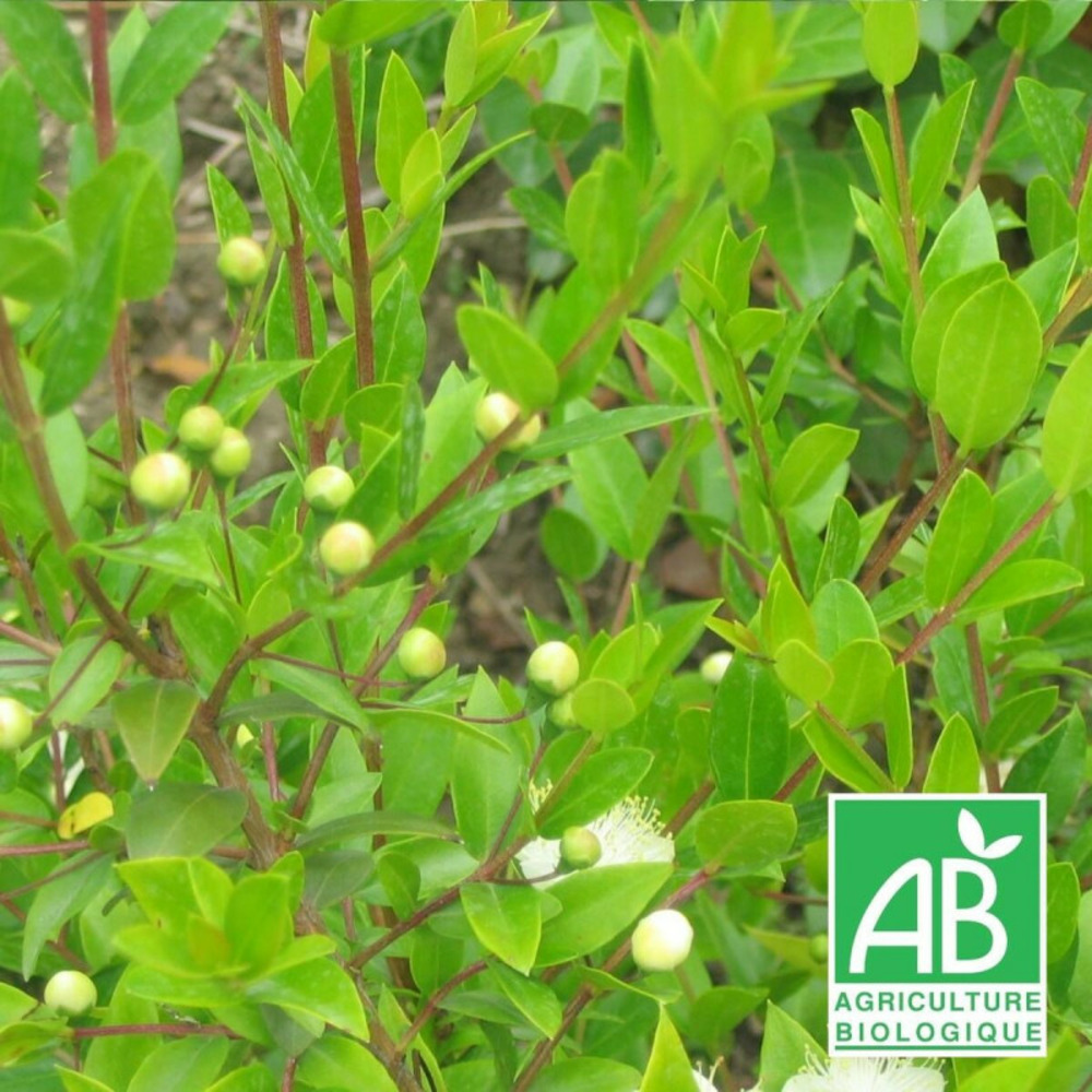 Myrte commun - sans traitement godet - 5/20 cm